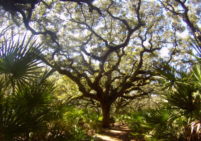 Oak Tree with Palm Fronds