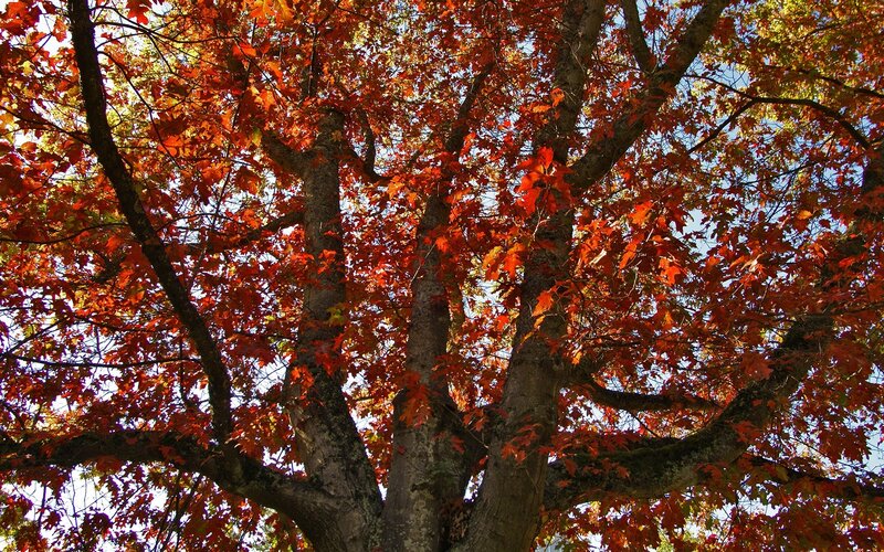 Oak Tree with Red Leaves — Serene