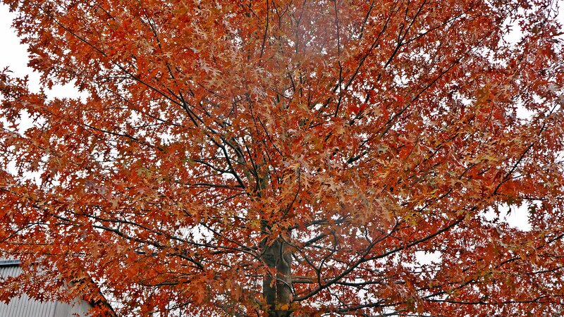 Oak Tree with Red Leaves