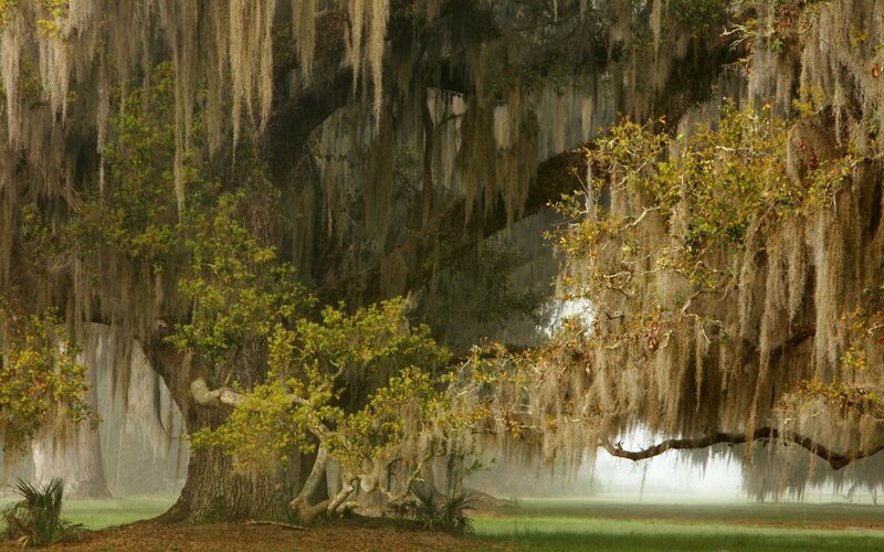 Oak Tree with Spanish Moss — Green, Misty