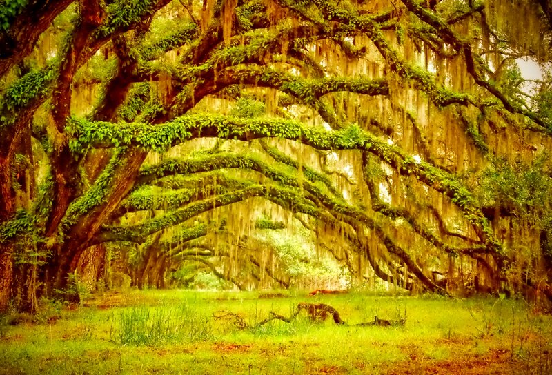 Oak Tree with Spanish Moss — Green, Serene, Afternoon, Photograph, Grass
