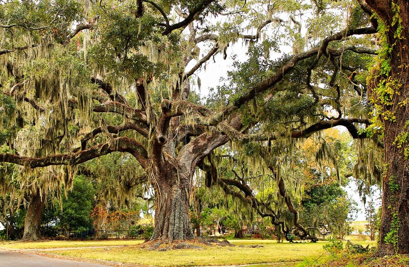 Oak Tree with Spanish Moss — Green, Serene, Afternoon