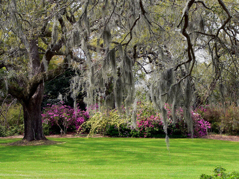 Oak Tree with Spanish Moss — Green, Serene