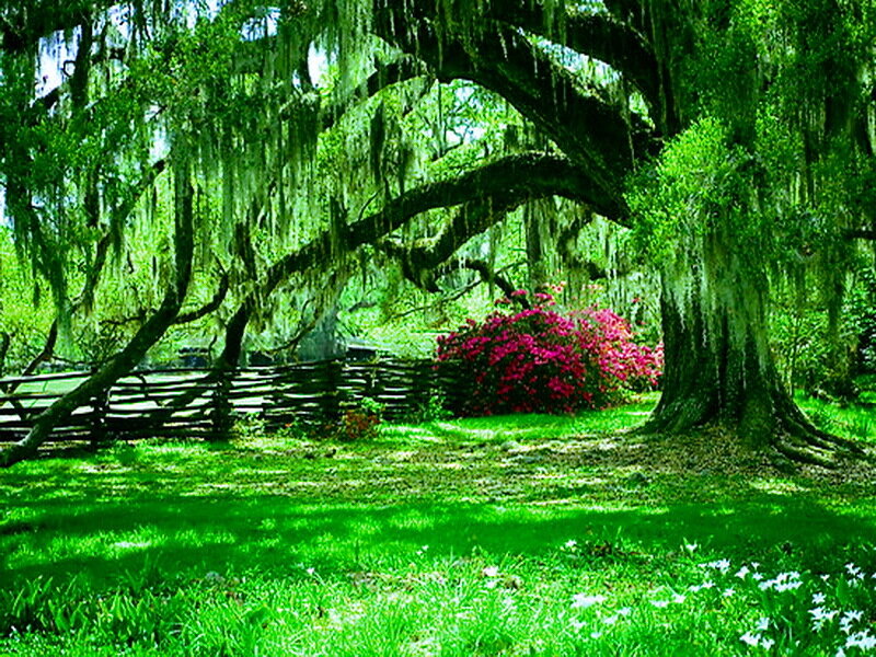 Oak Tree with Spanish Moss — Green