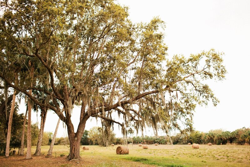 oak tree with Spanish moss