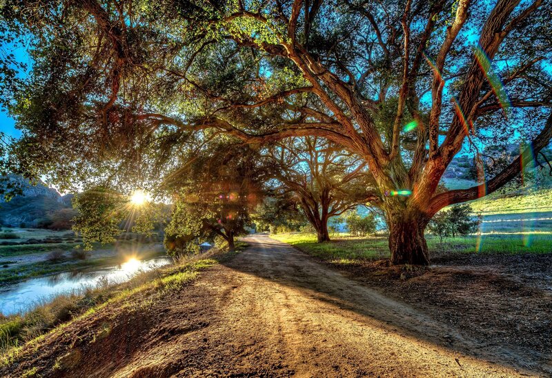 Oak Trees Along River