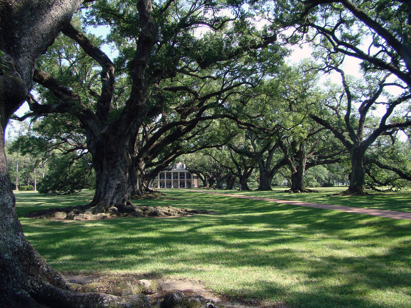 Oak Trees and Mansion