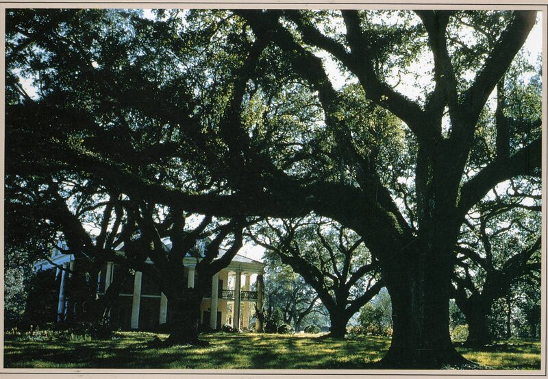 Oak trees framing a plantation house