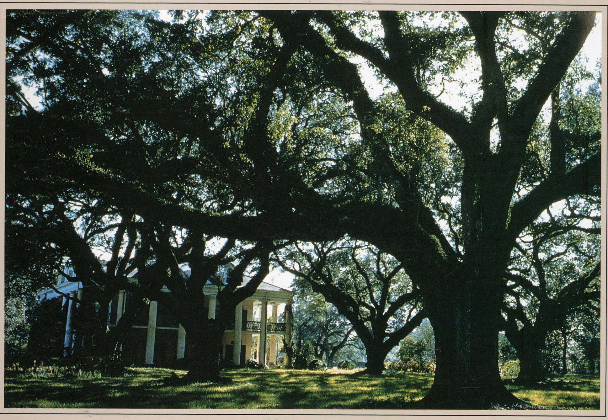 Oak trees framing a plantation house