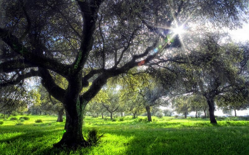 Oak Trees in a Field