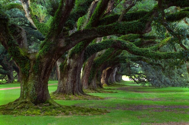 Oak Trees in a Grove — Green, Serene, Afternoon, Photograph, Moss, Grass