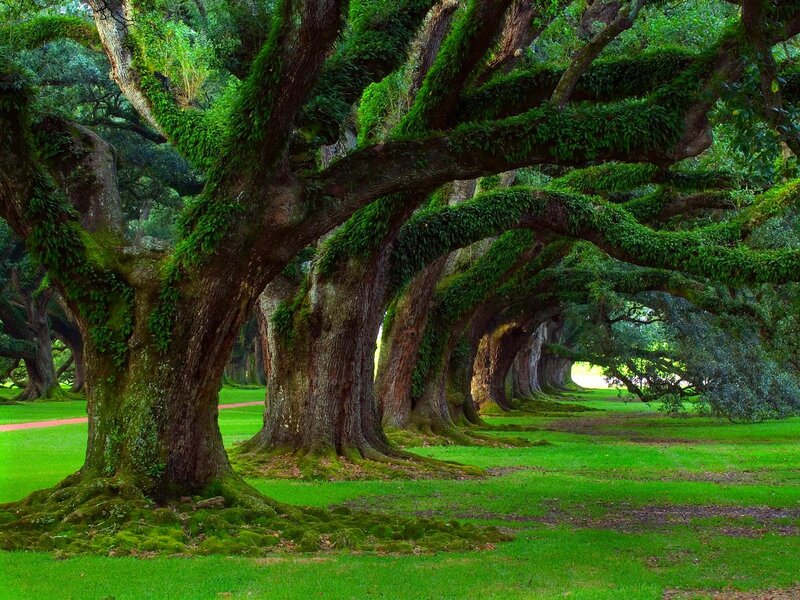 Oak Trees in a Grove — Green, Serene, Afternoon