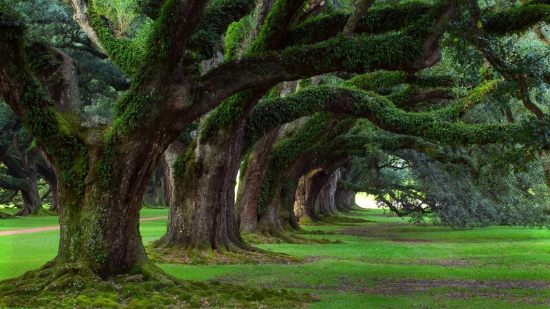 Oak Trees in a Grove — Serene