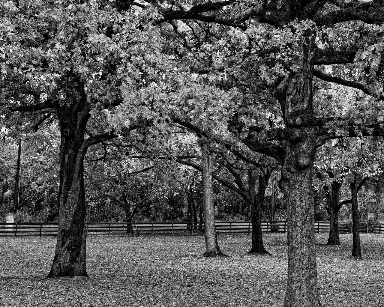Oak trees in a park