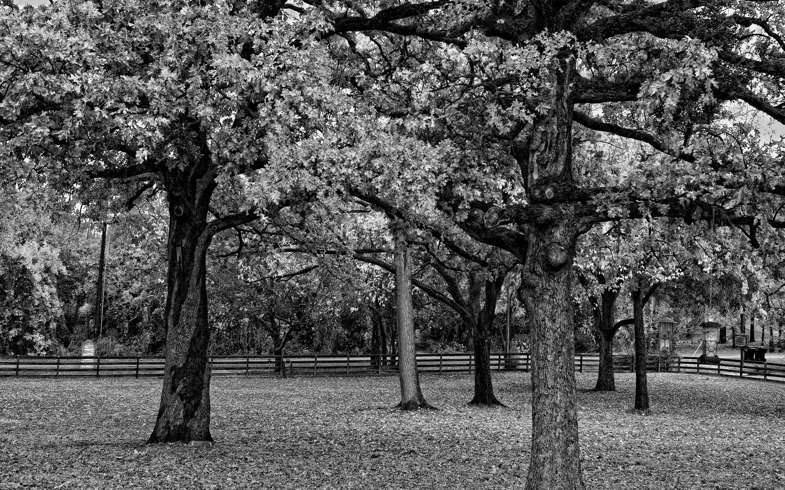 Oak trees in a park