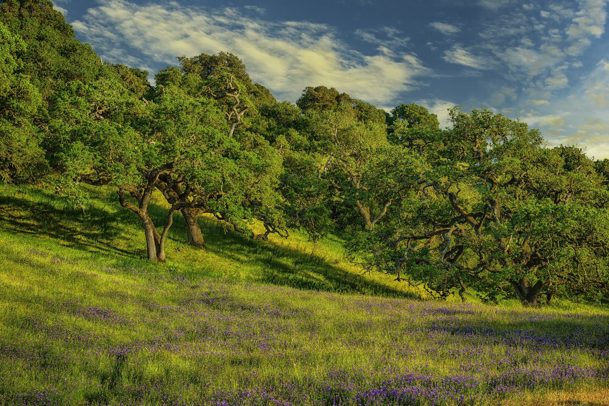 Oak trees in a purple field