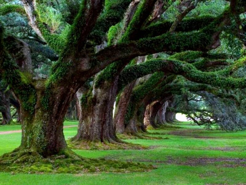 Oak Trees in a Row — Green, Serene