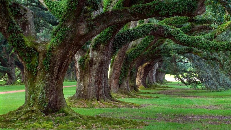 Oak Trees in a Row — Green