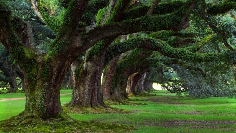 Oak Trees in a Row