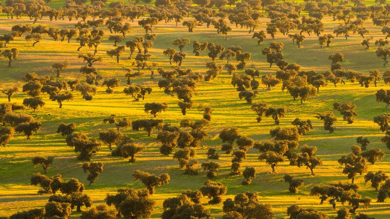 Oak Trees in Field — Green, Serene