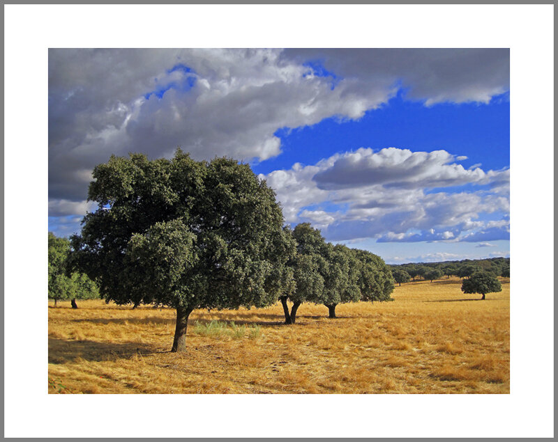 Oak Trees in Field