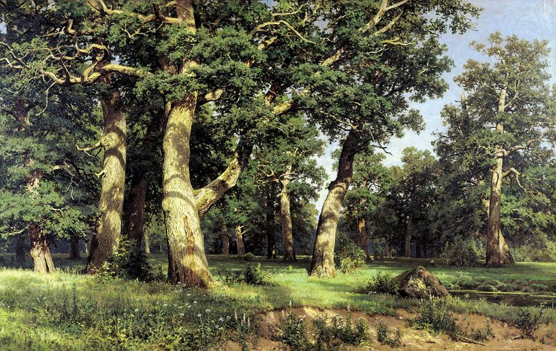 Oak Trees in Forest — Green, Serene, Afternoon
