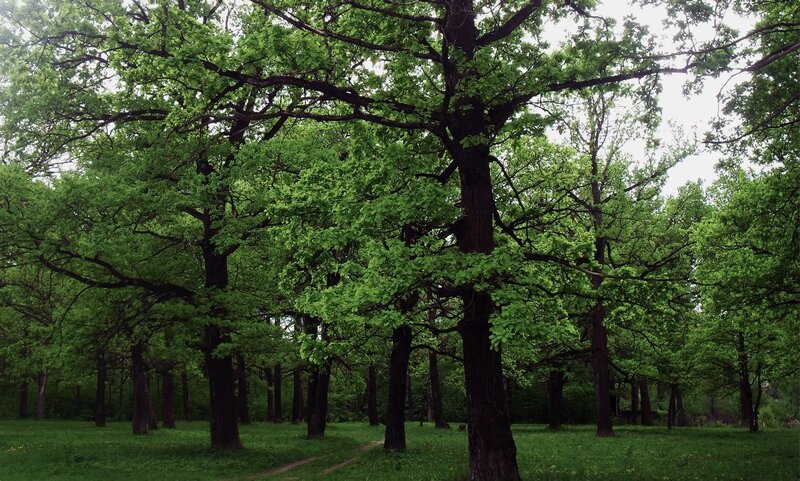 Oak Trees in Forest — Green, Serene, Spring