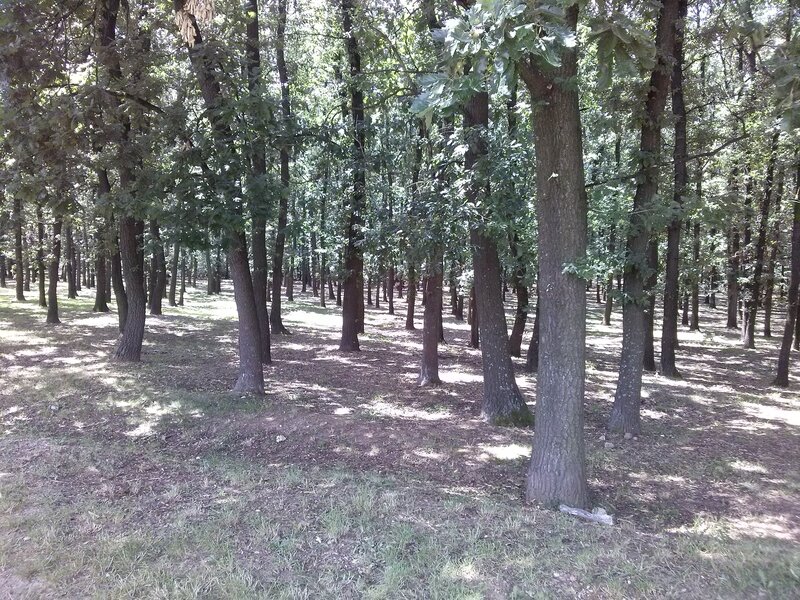 Oak Trees in Forest — Green, Serene
