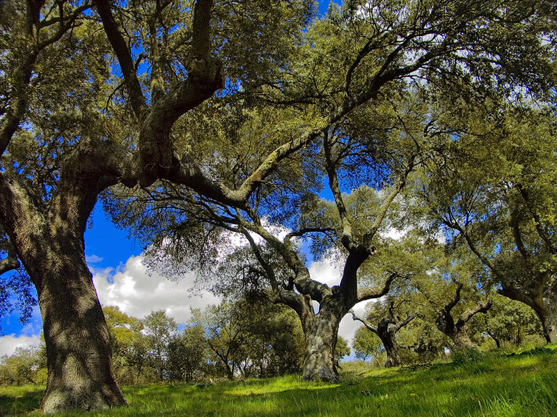 Oak Trees in Forest — Green