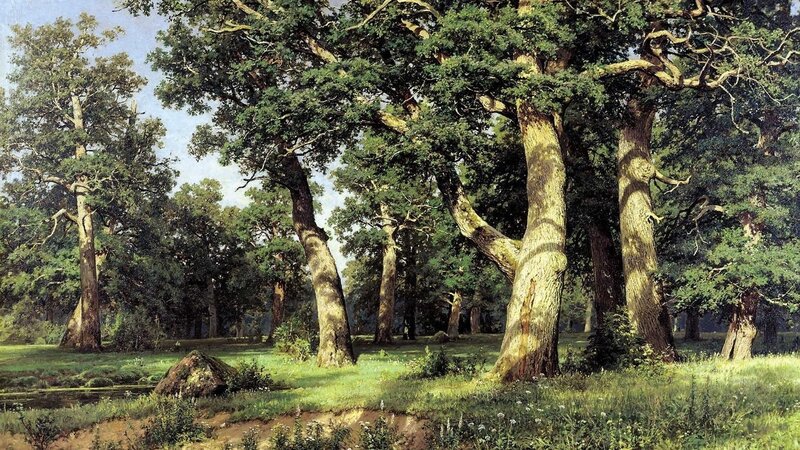 Oak Trees in Forest — Serene