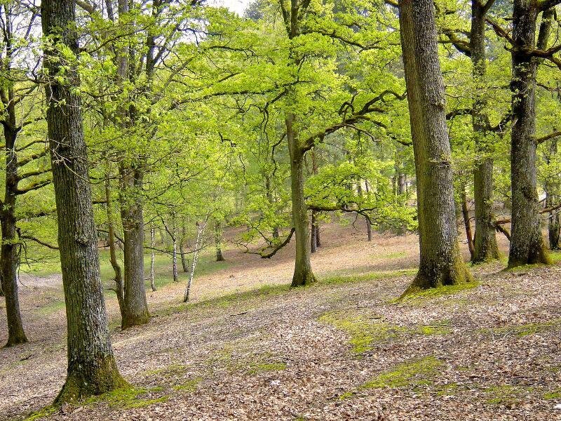 Oak Trees in Forest