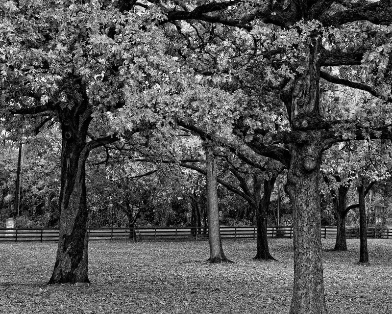 Oak Trees in Park — Black, Serene, Autumn, Photograph, Fence