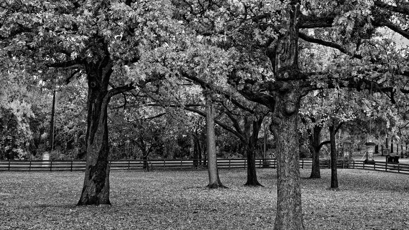 Oak Trees in Park