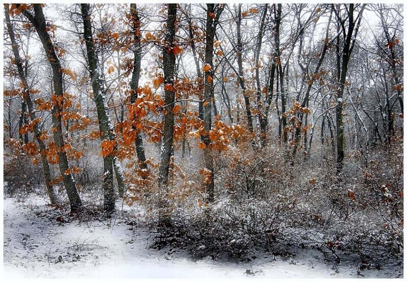 Oak Trees in Snow