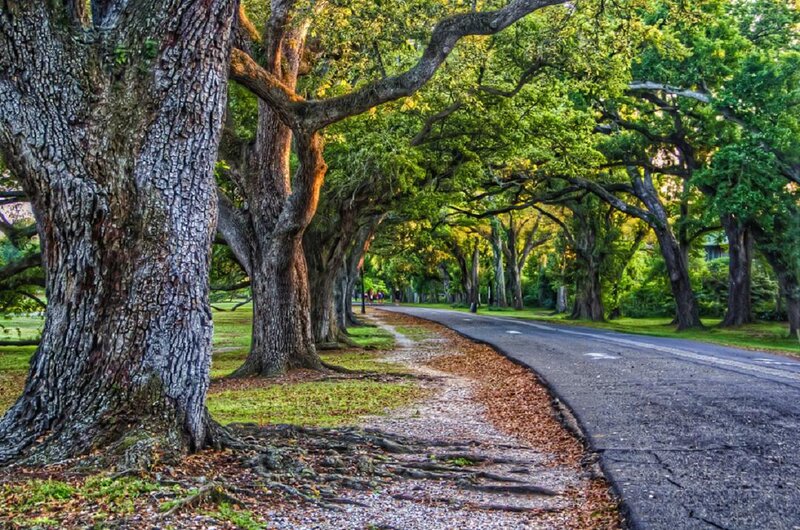 Oak Trees Lining Road