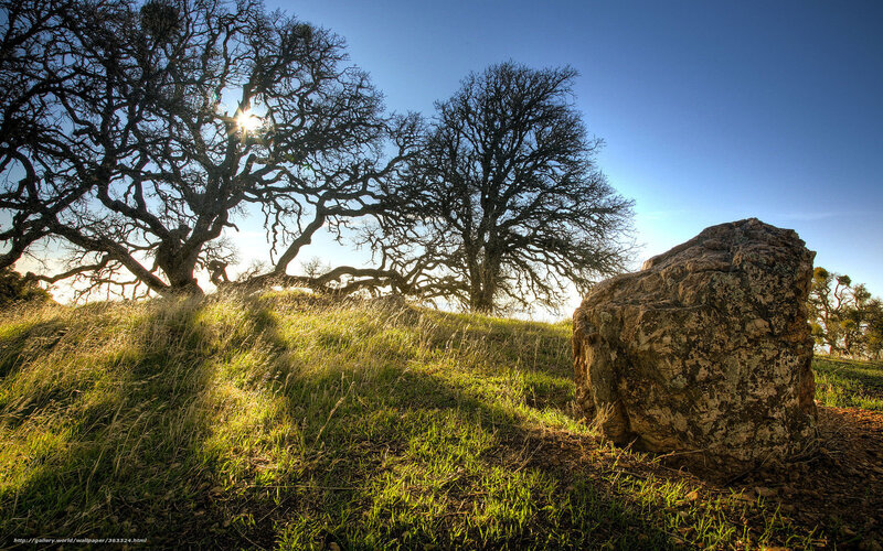 Oak Trees on Hillside — Green