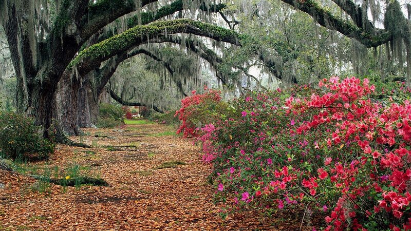 Oak Trees with Azaleas — Green, Serene, Spring, Photograph, Azalea Bushes, Spanish Moss
