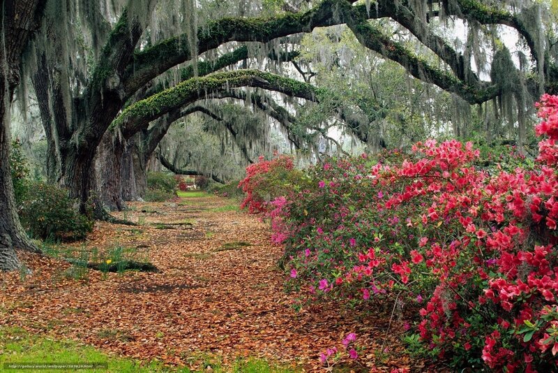 Oak Trees with Azaleas — Green, Serene, Spring, Photograph