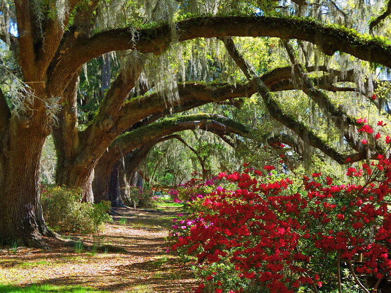 Oak Trees with Azaleas — Green, Serene