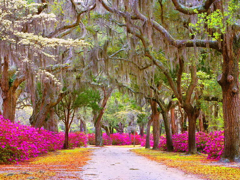 Oak Trees with Azaleas — Pink