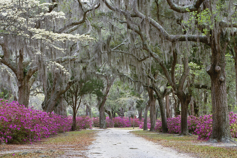 Oak Trees with Azaleas — Purple, Serene, Spring