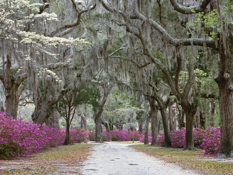 Oak Trees with Azaleas — Purple, Serene