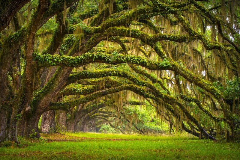 Oak Trees with Spanish Moss — Green, Serene, Afternoon, Photograph, Grass