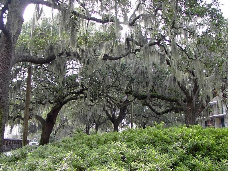 Oak Trees with Spanish Moss — Green, Serene, Afternoon