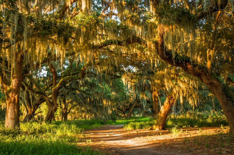 Oak Trees with Spanish Moss — Green, Serene, Morning