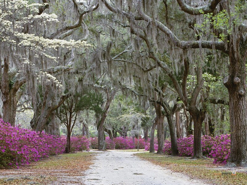 Oak Trees with Spanish Moss — Green, Serene, Spring