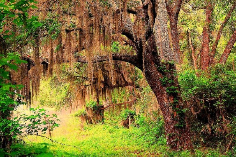 Oak Trees with Spanish Moss — Green, Serene