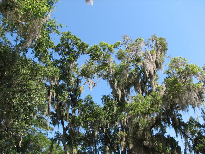 Oak Trees with Spanish Moss — Green