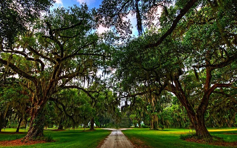 Oak Trees with Spanish Moss