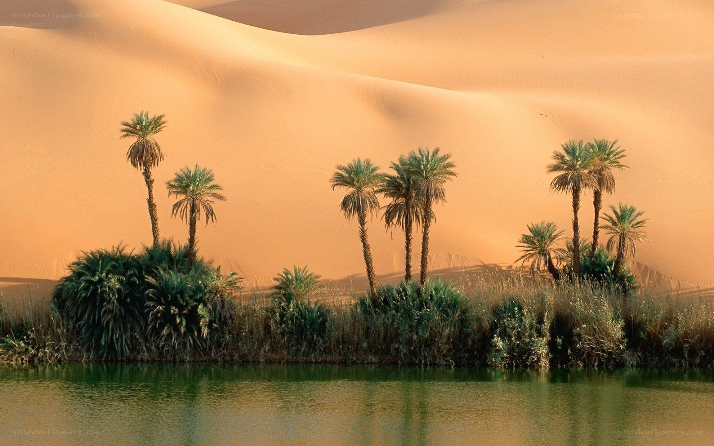 oasis in the desert